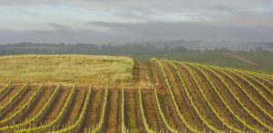 morning mist and rows of vines