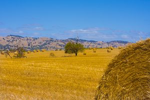 Large round straw bales of hay