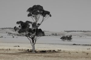 Gum Tree and sheep rural setting