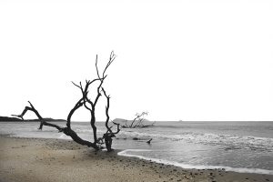 Dead black mangrove Tree