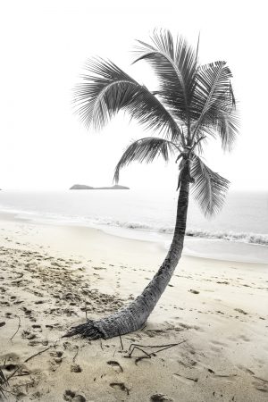 Printing this Lone Palm Tree on Beach