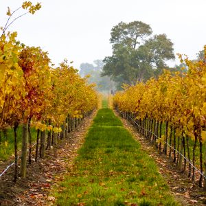 Colourful Autumn vines