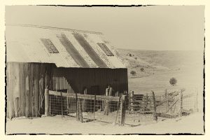 weathered old corrugated shearing shed