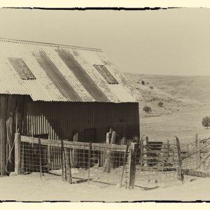 weathered old corrugated shearing shed