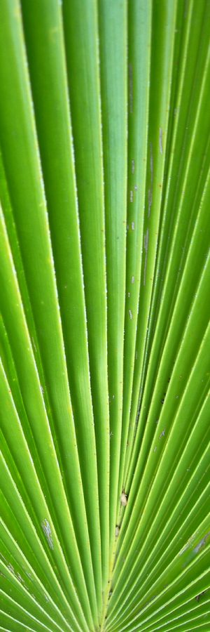 green long palm leaves