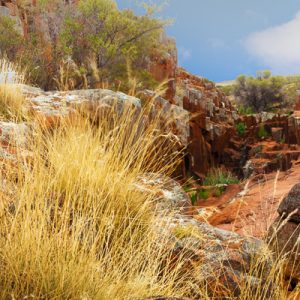 tall yellow Spinifex Grass and Rocky Outcrop