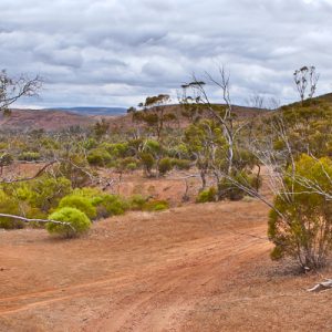 wheel tracks outback Gawler Ranges