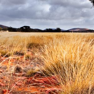 tall yellow windswept spinifex plain