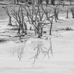 reflections-dead-trees-3