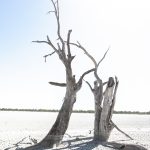dead-trees-cracked-mud-5