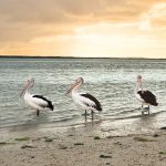 seascapes_the-pelicans