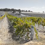 Rows of vines Gomersal Barossa Valley.