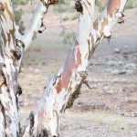 Texture and colours on Gum Tree