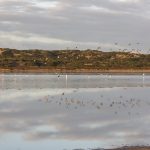 reflections of a flock of birds