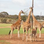 Giraffes feeding on leaves