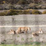 lions in a group