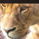 close view of lion
